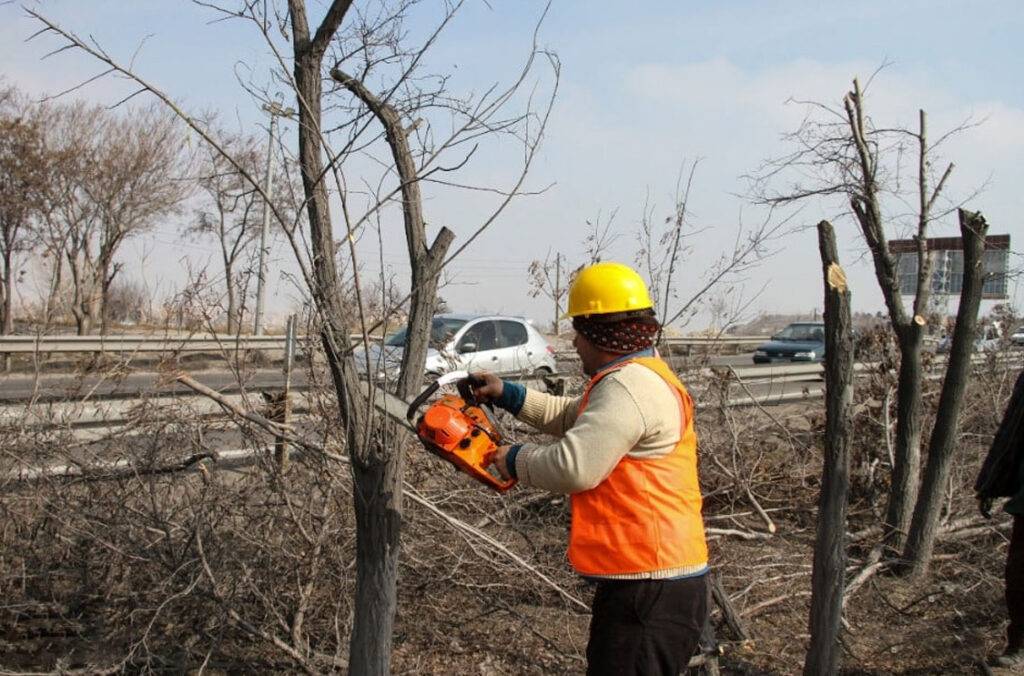 مجازات قطع کردن درختان بر خلاف قانون چیست؟